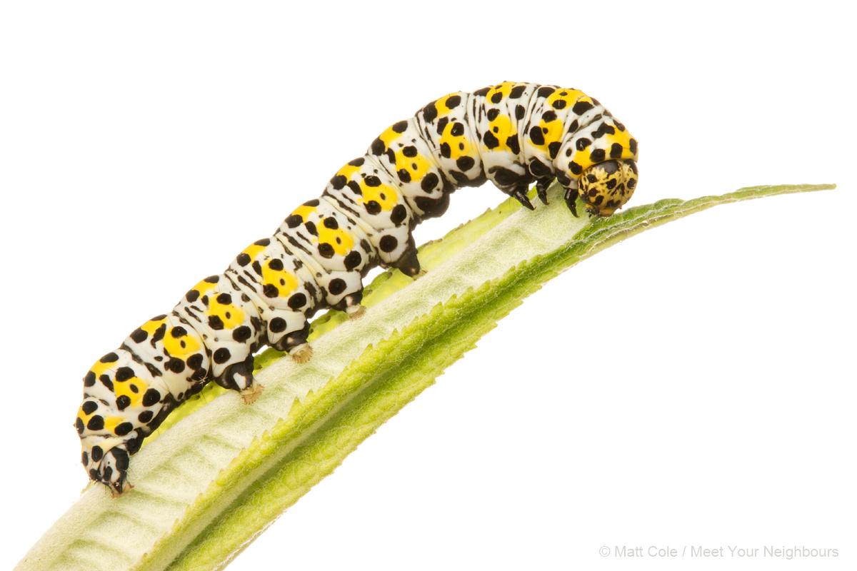 MYN Mullein Moth Caterpillar 3